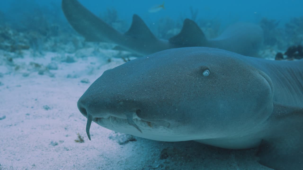 tiburón enfermera de cerca de las branquias y los globos oculares