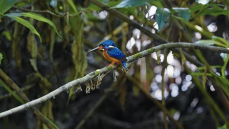 perching blue-eared kingfisher bird on a twig. selective focus shot