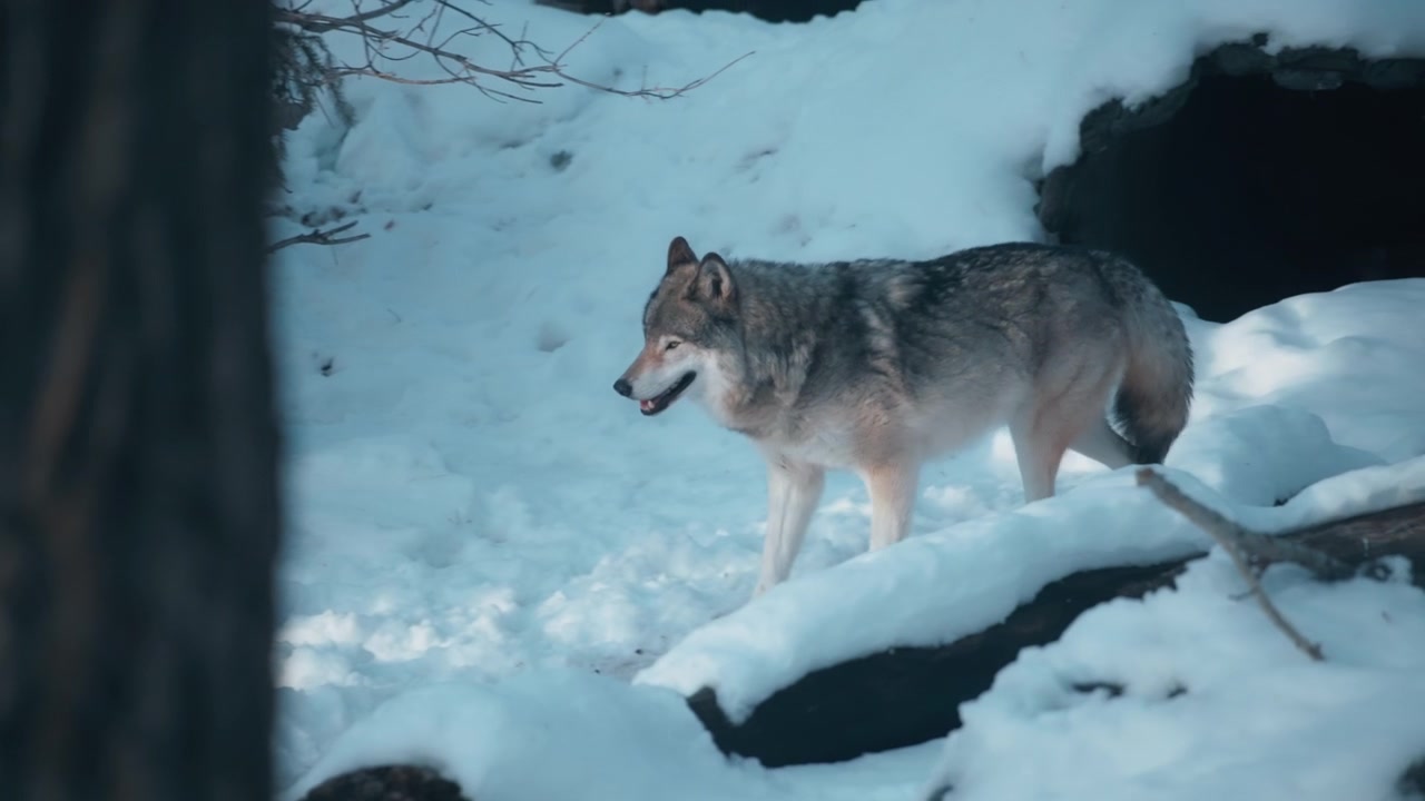 Grey wolf running through the snowy forest