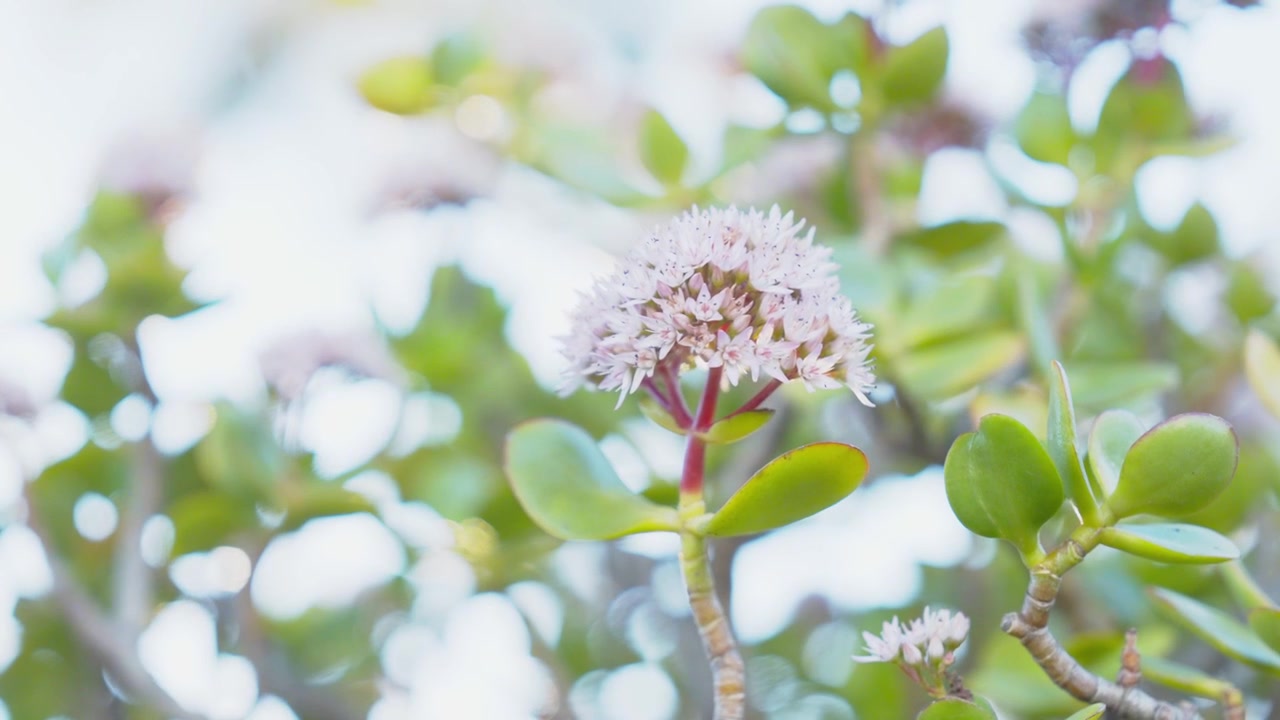 Et rack focus-skudd avslører en delikat klynge av små hvite jadeplanteblomster på tykke sukkulente blader og rødlige stengler, med skarphet som skifter fra myk uskarphet til skarpe detaljer mot en drømmende bakgrunn