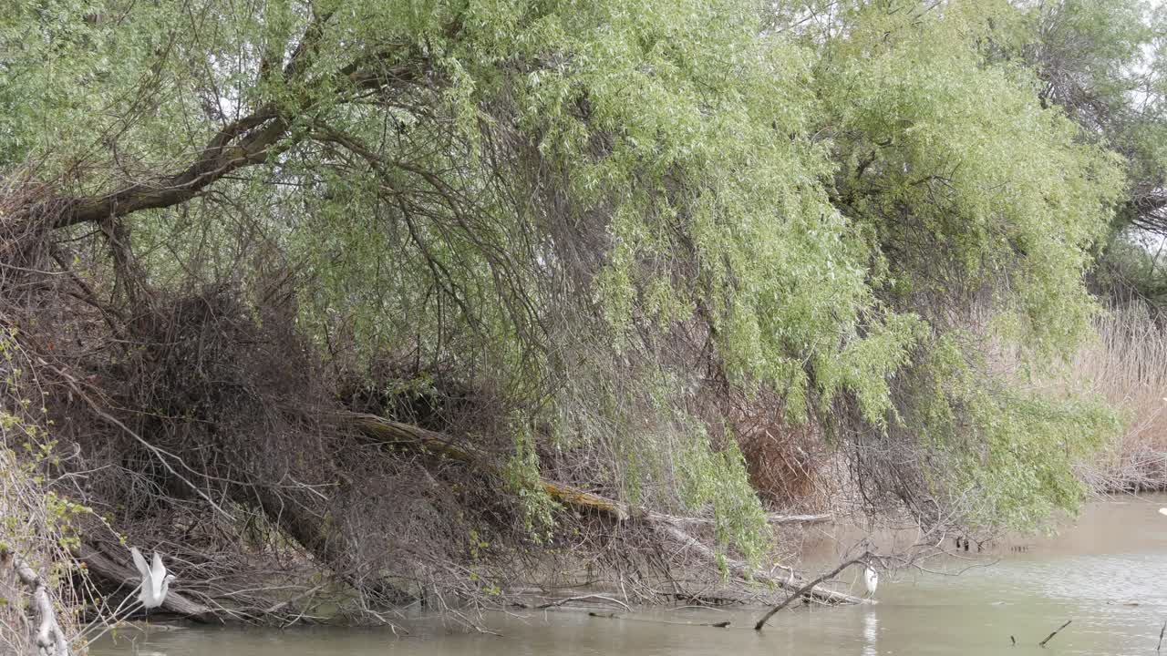 volar pájaros garceta común