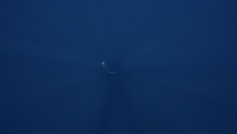 Zeitlupenaufnahme-Eines-Buckelwals,-Der-Aus-Dem-Tiefen-Blau-An-Die-Oberfläche-In-Den-Klaren-Tropischen-Gewässern-Von-Französisch-Polynesien,-Tahiti,-Kommt