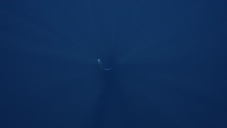 slow motion shot of humpback whale coming from the deep blue to the surface in the clear tropical waters of french polynesia, tahiti