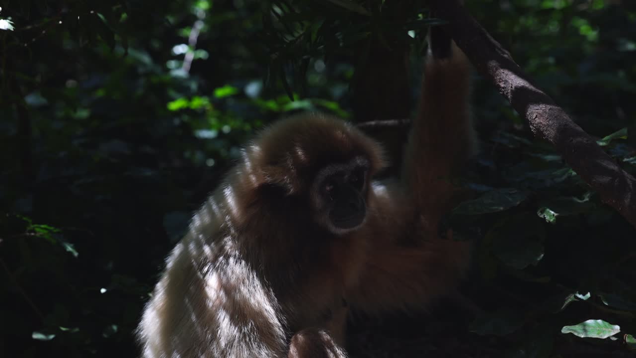 mono lindo relajándose a la sombra de los árboles, escondiéndose en el bosque en un día caluroso. animales en el parque safari, sudáfrica