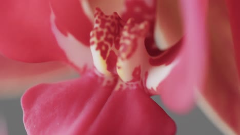 Mikrovideo-Einer-Nahaufnahme-Einer-Rosa-Orchideenblüte-Mit-Kopierraum-Auf-Grauem-Hintergrund