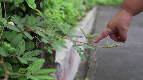 孩子手指触摸敏感的植物,米莫萨