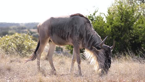 Young-adult-Wildebeest-grazing-on-Savannah-grass-plains