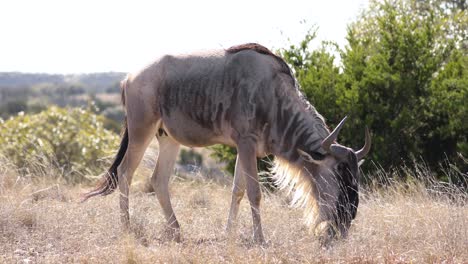 young adult wildebeest grazing on savannah grass plains