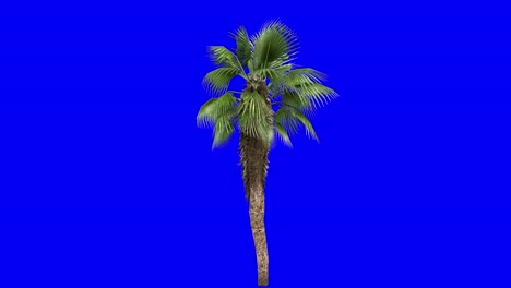 3d chinese fan palm with wind effect on blue screen 3d animation