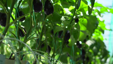 close-up of aubergine in a greenhouse