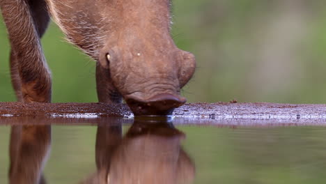 Common-Warthog-drinks-at-a-underground-photography-hide-in-the-heat-of-summer-at-Zimanga-private-game-reserve-in-KZN,-Kwa-Zulu-Natal,-South-Africa