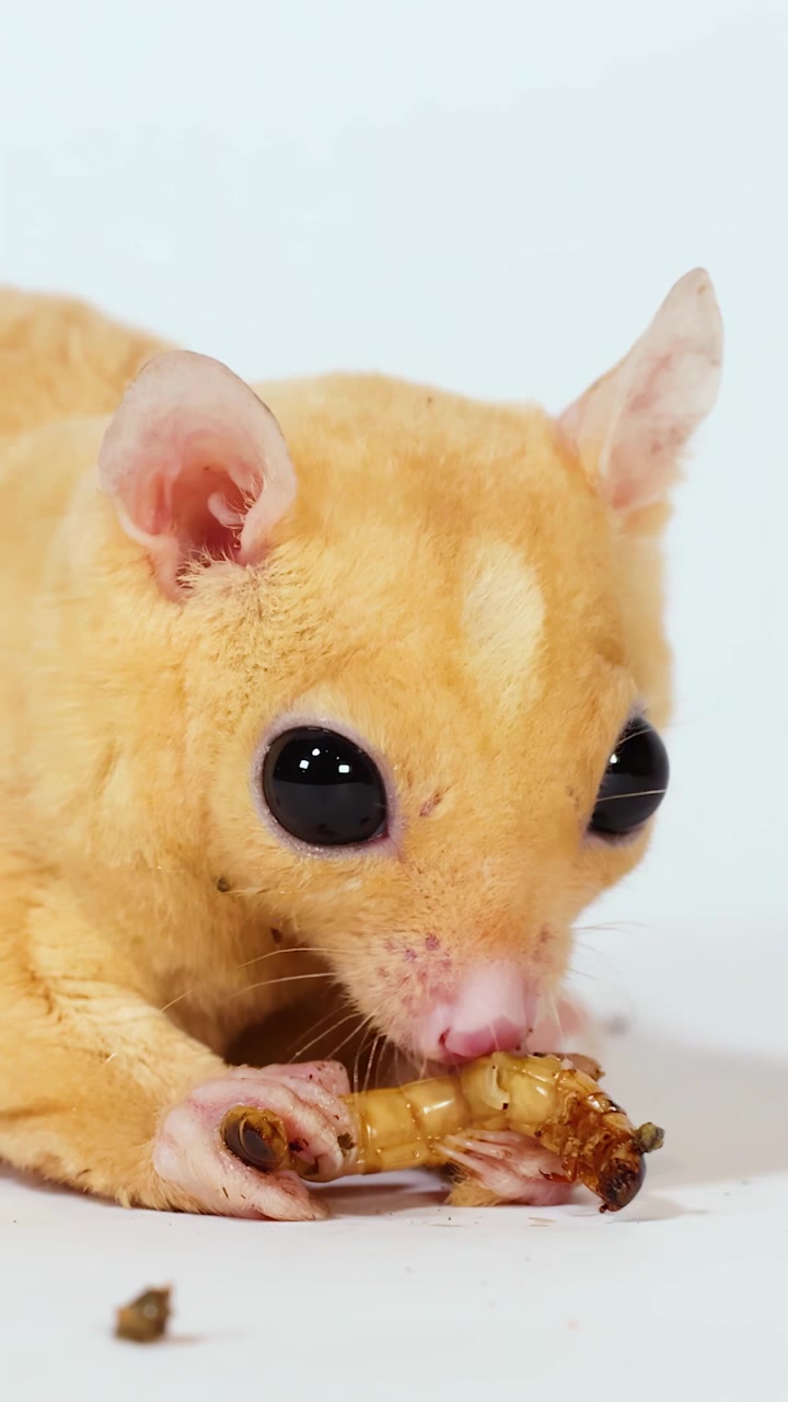 Un petauro dello zucchero color crema mangia un verme della farina in un'ambientazione da studio luminosa