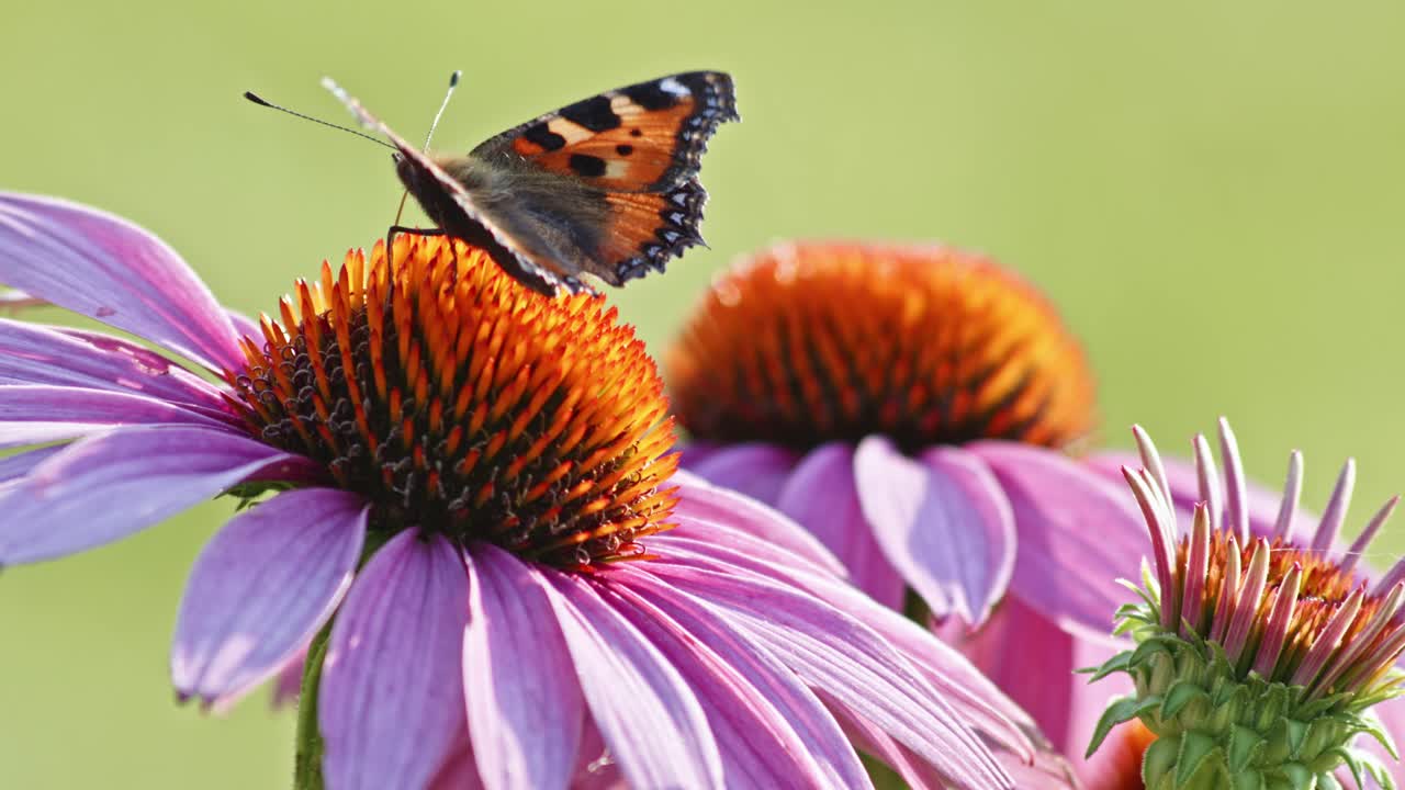una pequeña mariposa de concha de tortuga se alimenta de coneflower naranja a la luz del sol