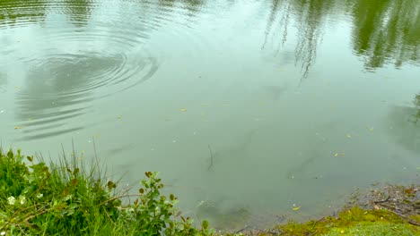 gold bream on surface of pond with bait by fisherman at engish fishery woodlake's park in norwich