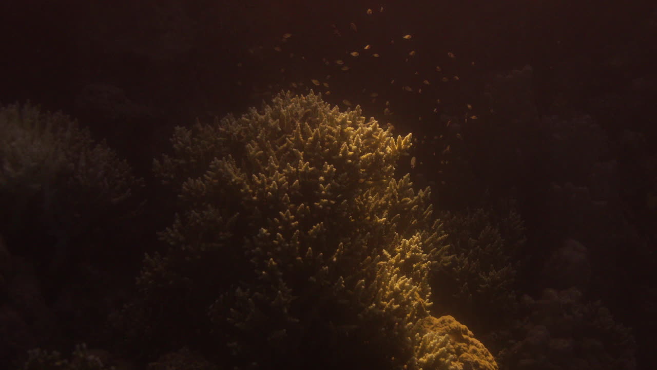 홍해 암초의 산호