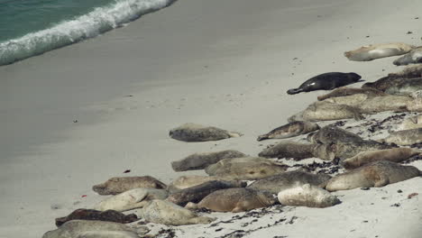 Una-Foca-Se-Desliza-Por-La-Playa-Hacia-Otras-Focas-Dormidas