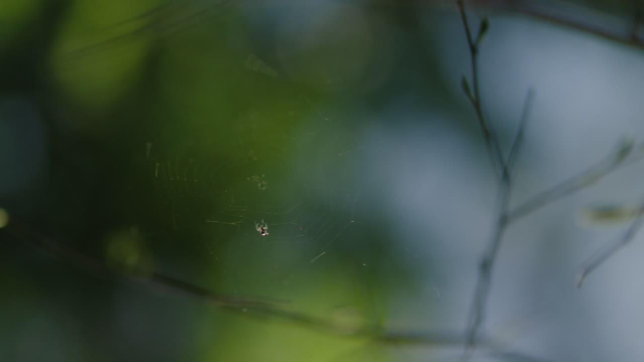 Spiderweb in nature