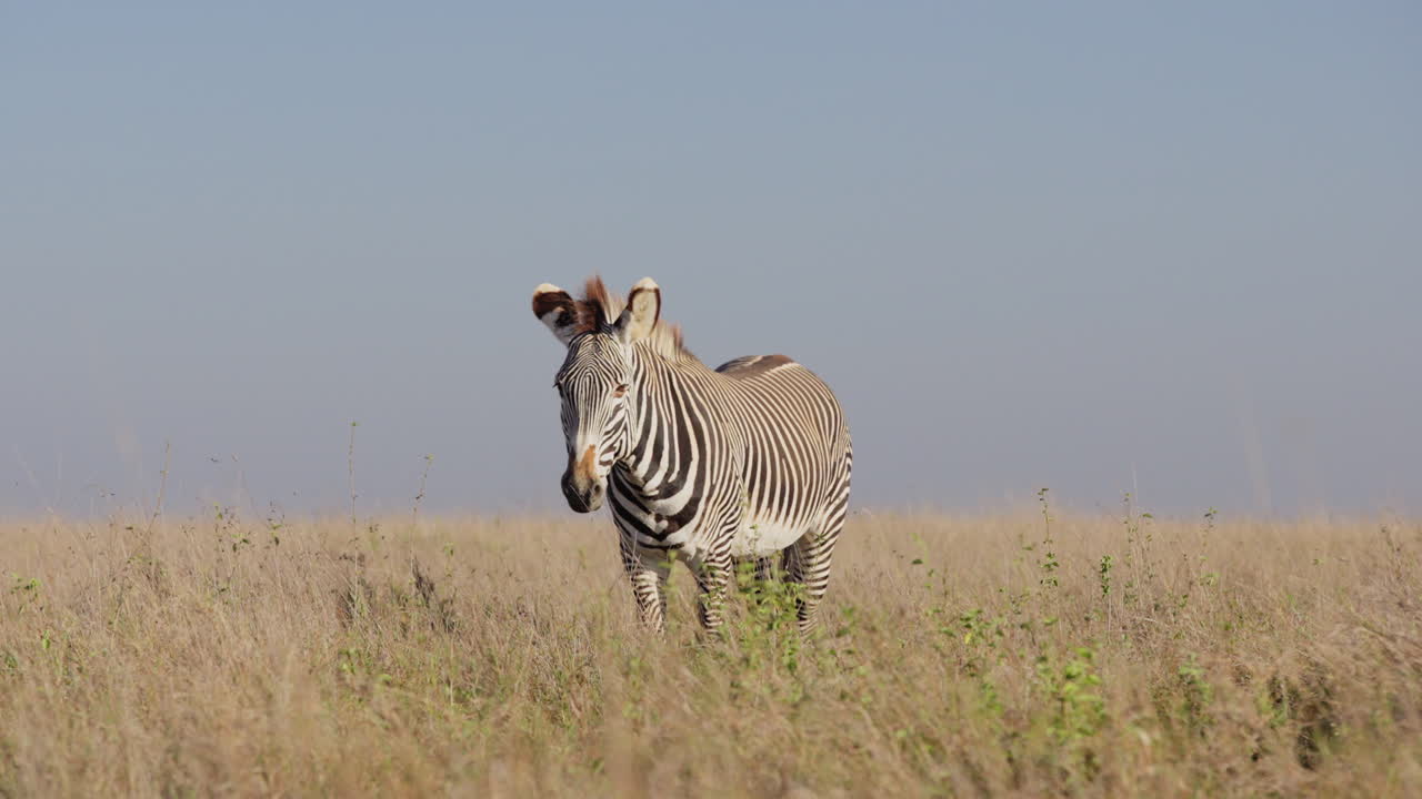 Slettezebra står stille på den vidtstrakte savanne