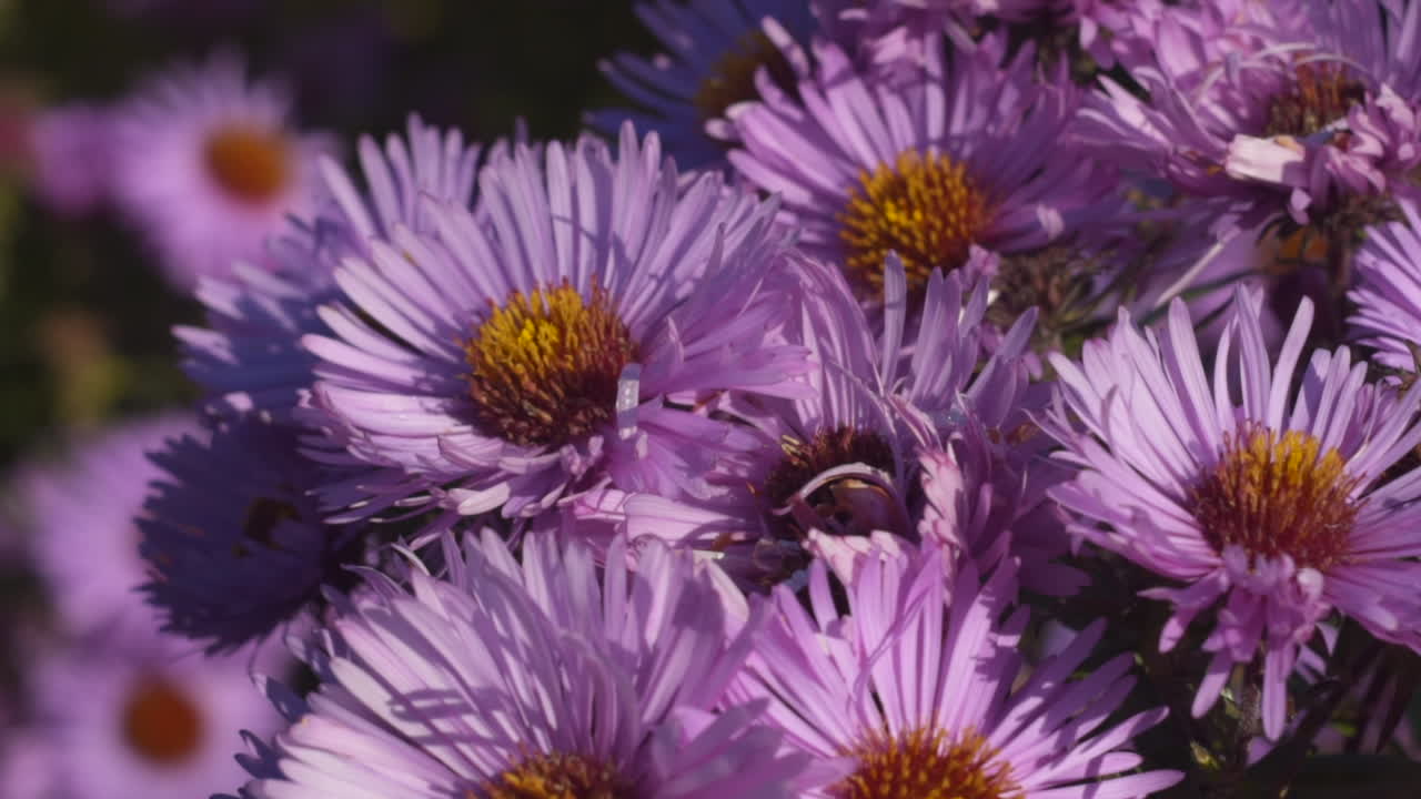 A Slow Motion Close-Up Shot of a Bunch of Aster Amellus Flowers