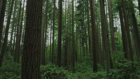 Vancouver-British-Columbia-forest