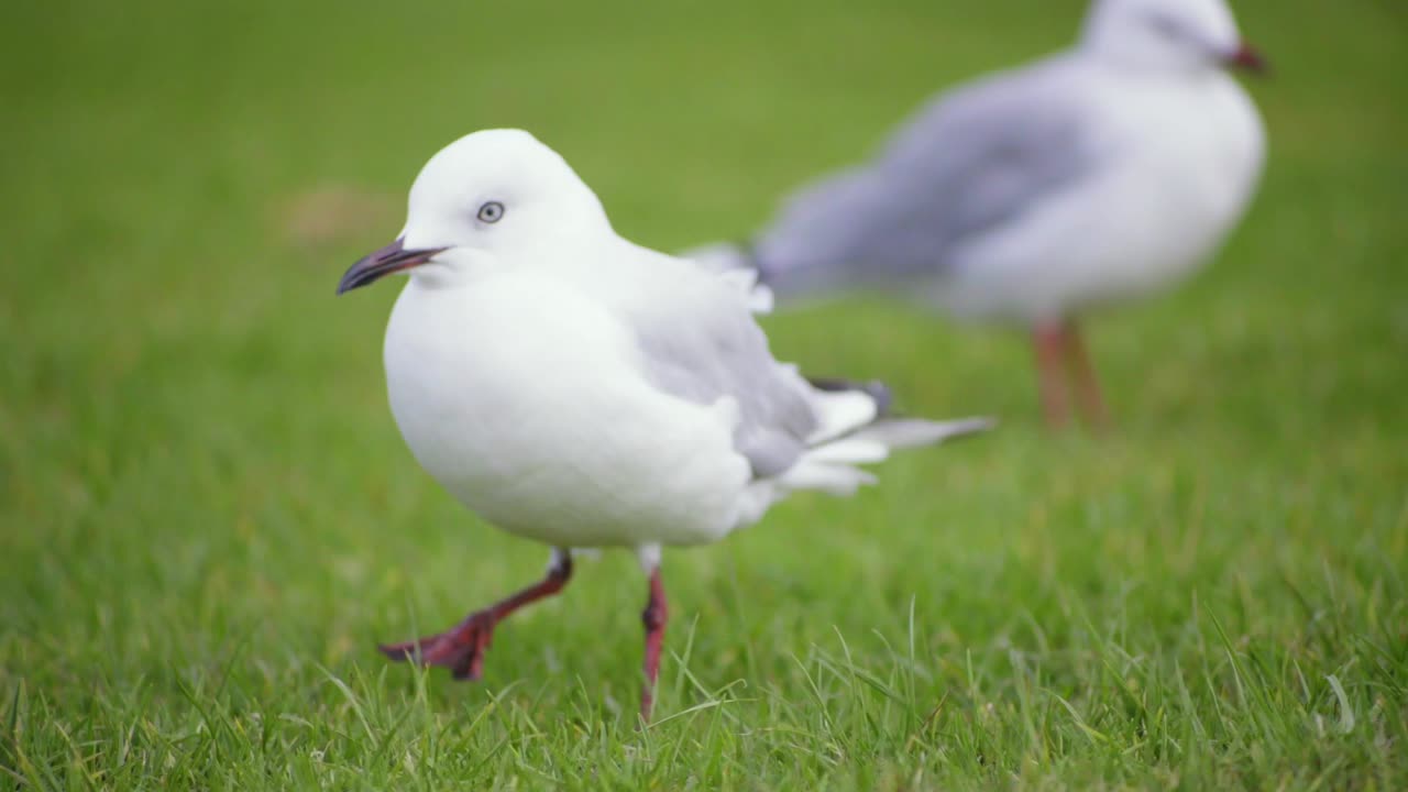 un pájaro caminando y saltando sobre la hierba a los otros pájaros