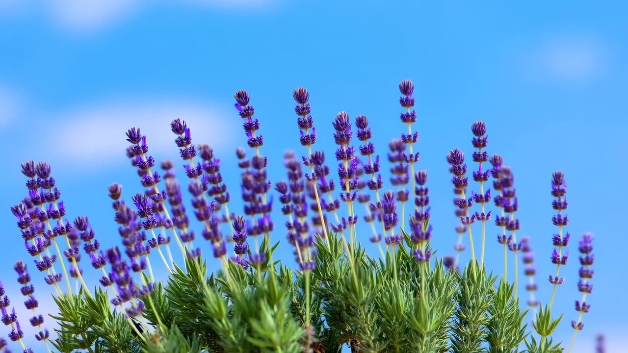 明るい自然光の中、密生した緑の葉の上に背の高いラベンダーの花穂がそびえ立ち、頭上には開けた青空が広がる穏やかな夏の庭の風景を作り出している。