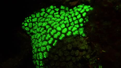 coral duro fluorescente con pólipos verdes brillantes en el arrecife de coral por la noche