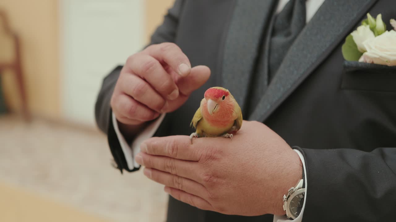 Charming lovebird sitting on groom’s hand during wedding ceremony
