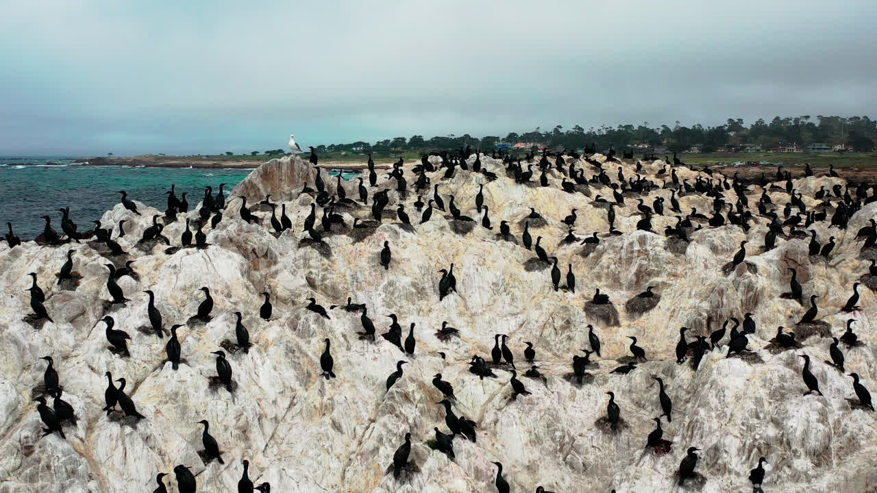The bird rock in the Pacific Ocean by the Monterey Beach filled with brown pelicans