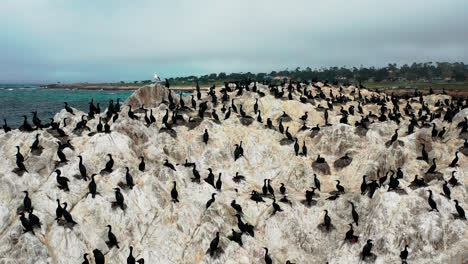 the bird rock in the pacific ocean by the monterey beach filled with brown pelicans