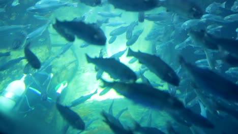 Limpieza-De-Buzos-De-Acuario-De-Osaka