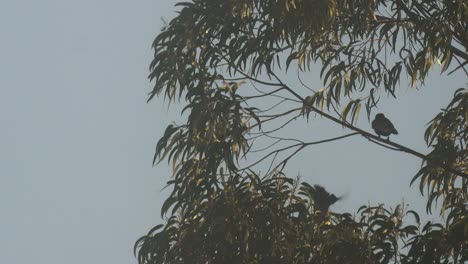 Two-crows-fly-off-the-branch-and-the-third-remains-perched-on-the-swinging-branch