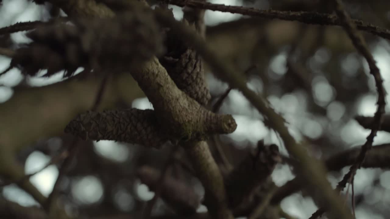 Pine tree evergreen branches with pine cones and needles tilting shot