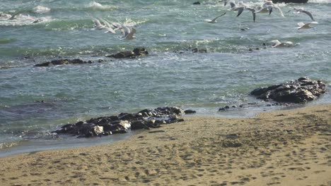 seagulls flying in slow motion on the coastline