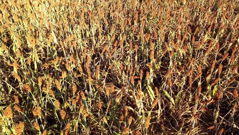 Volando-Bajo-Y-Lento-A-Través-Del-Campo-De-Grano-De-Milo-Y-El-Final-De-La-Temporada