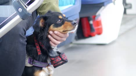 dog on a train