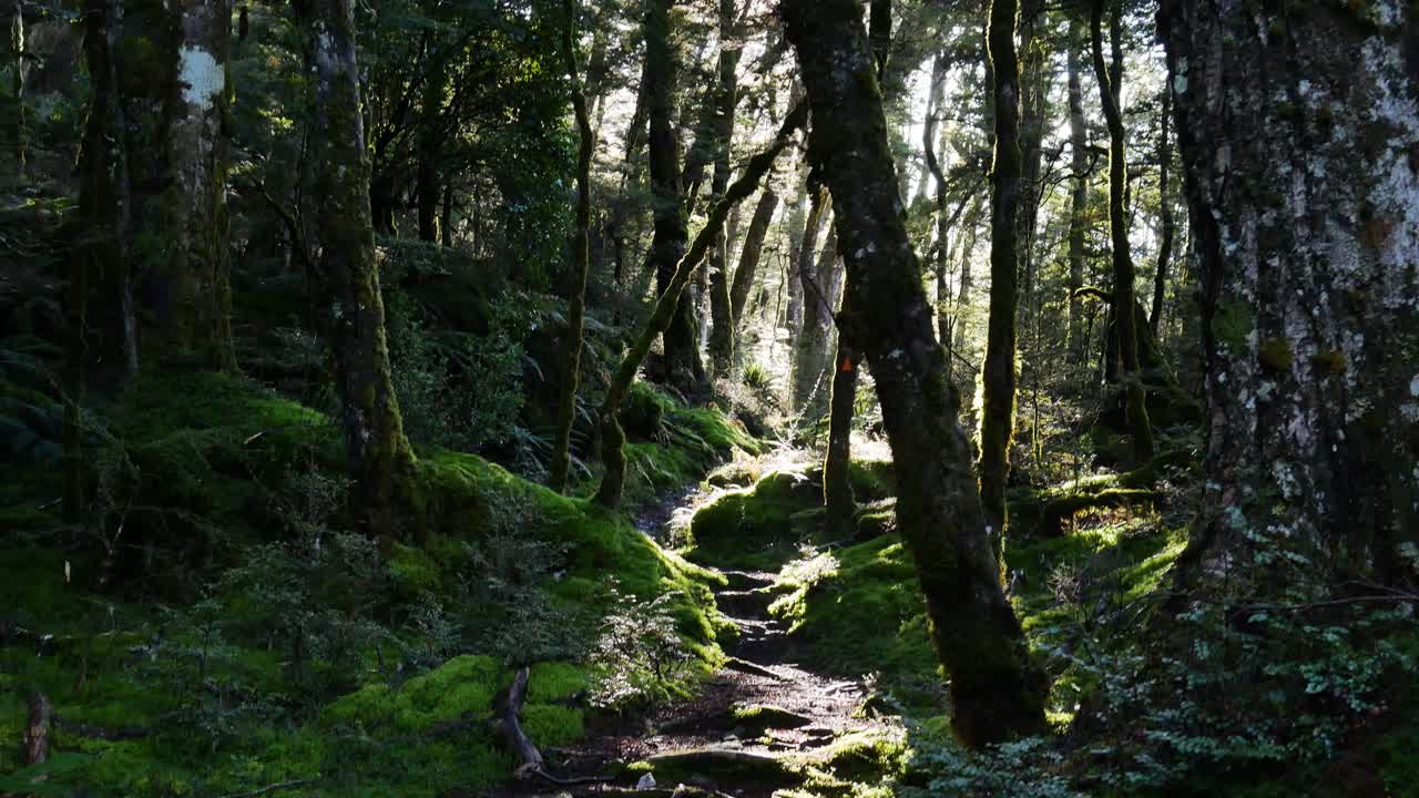 la luce del sole che attraversa il denso baldacchino della foresta