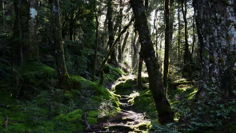 Sonnenlicht-Dringt-Durch-Das-Dichte-Blätterdach-Des-Waldes