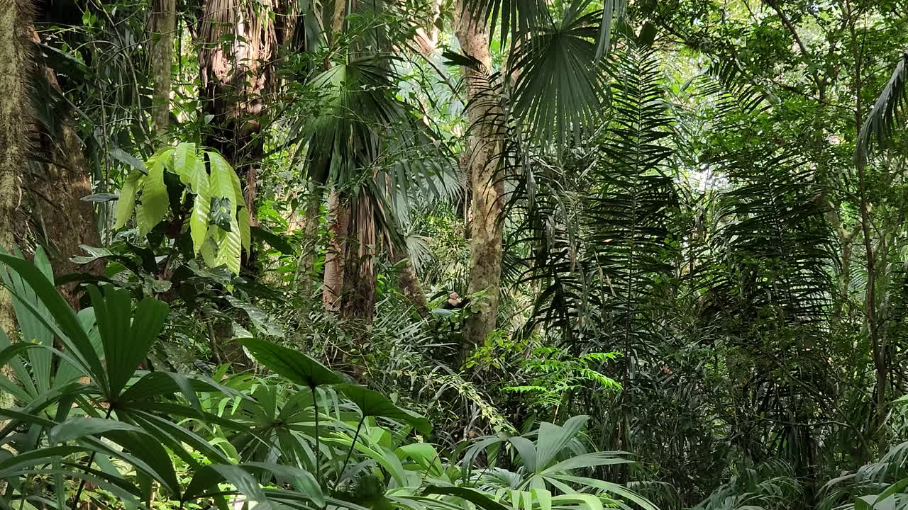 The habitat of the panamanian white faced capuchin monkey Premium Stock