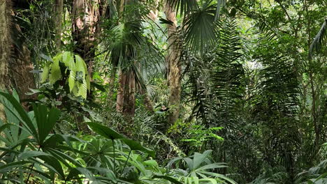 the habitat of the panamanian white faced capuchin monkey