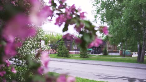 escena de primavera en un parque de la ciudad con flores rosadas y casas.