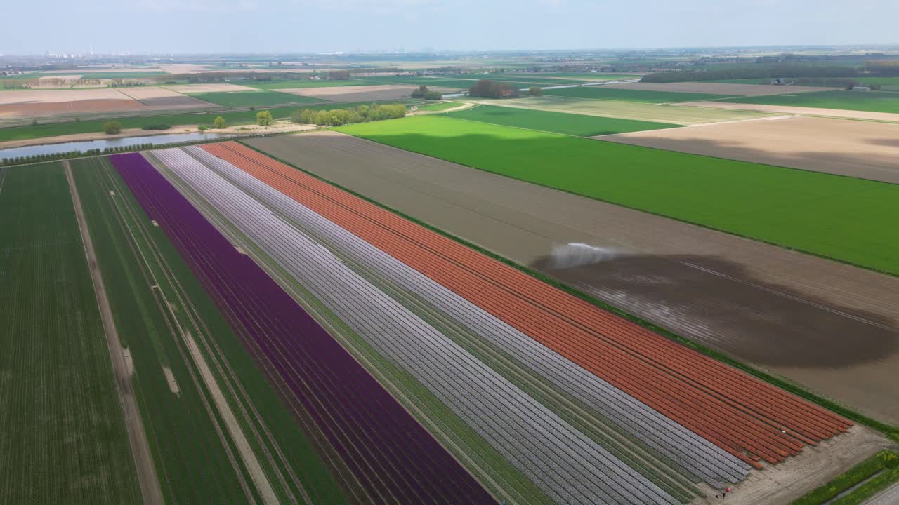 스프링클러 가 분사 하는 동안 화려 한  ⁇ 립 필드 의 높은 각도 드론 패닝  ⁇