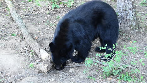 Un-Oso-Negro-Olfatea-El-Suelo,-Suelo-Forestal,-Mamífero