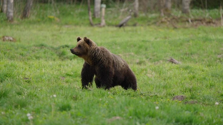 Eurasian brown bear rises from tall grass in slow motion, shifting from resting to alert stance and looking left of camera in a green meadow habitat.