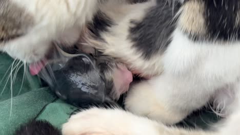 more cleaning of the kittens after birth