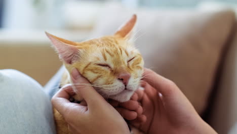 woman petting a cat