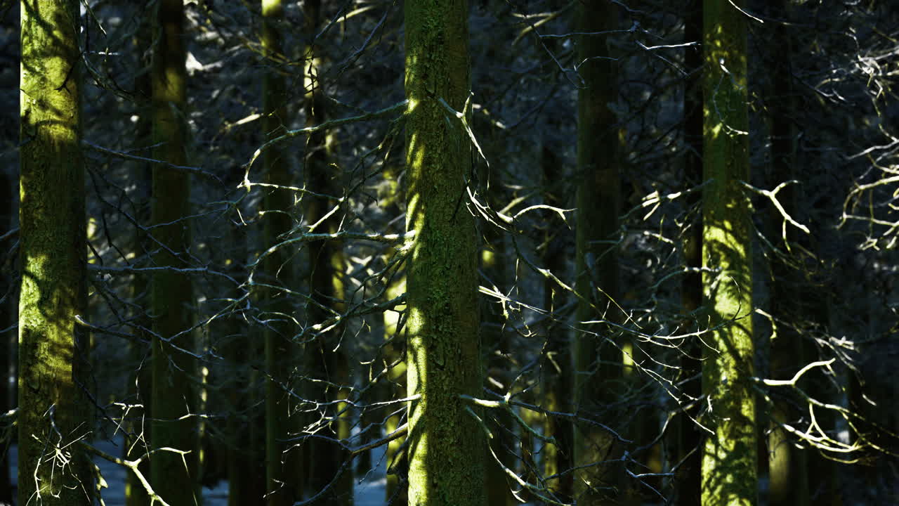 Dense evergreen forest bathed in sunlight revealing vibrant green moss