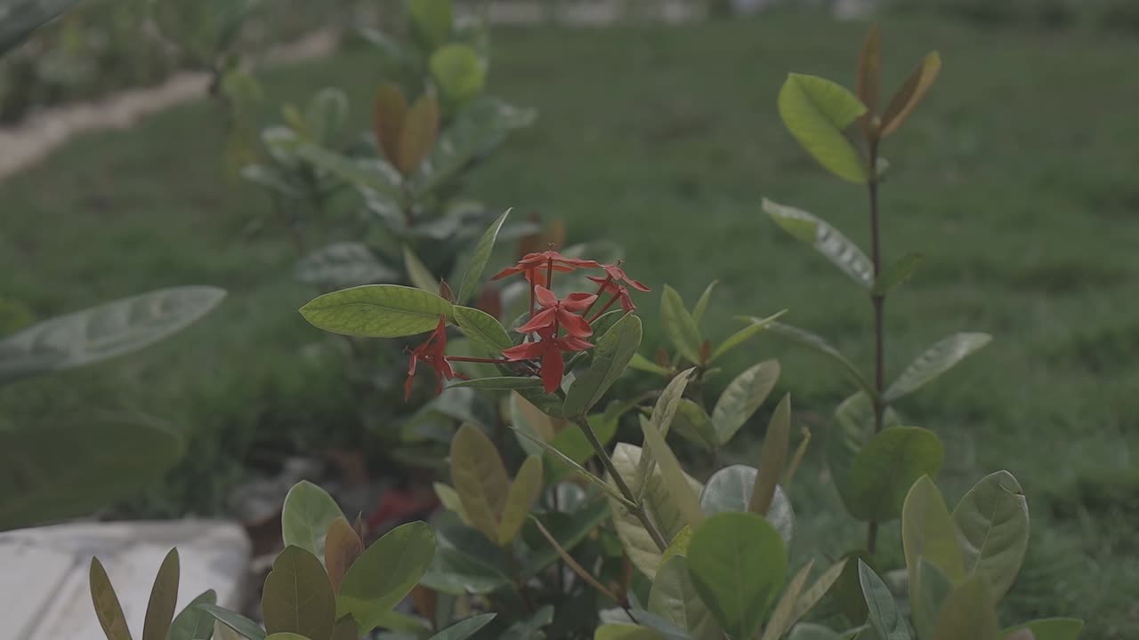 숲 속 야생화의 클로즈업 뷰