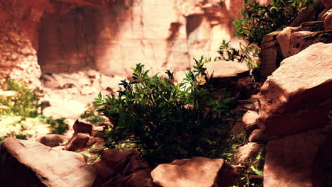 The-view-inside-Fairy-Cave-with-plants