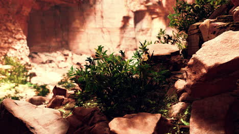 la vista dentro de la cueva de hadas con plantas